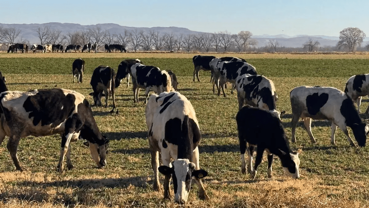 Lecheros de Chihuahua exigen ajuste al precio conforme a la inflación