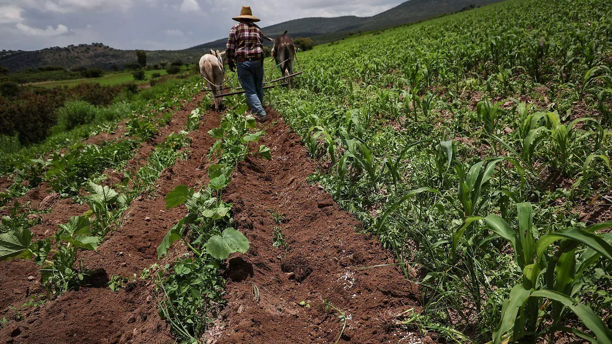 Beneficiarán a mil 611 productores de Chihuahua con programa federal de renegociación de deudas