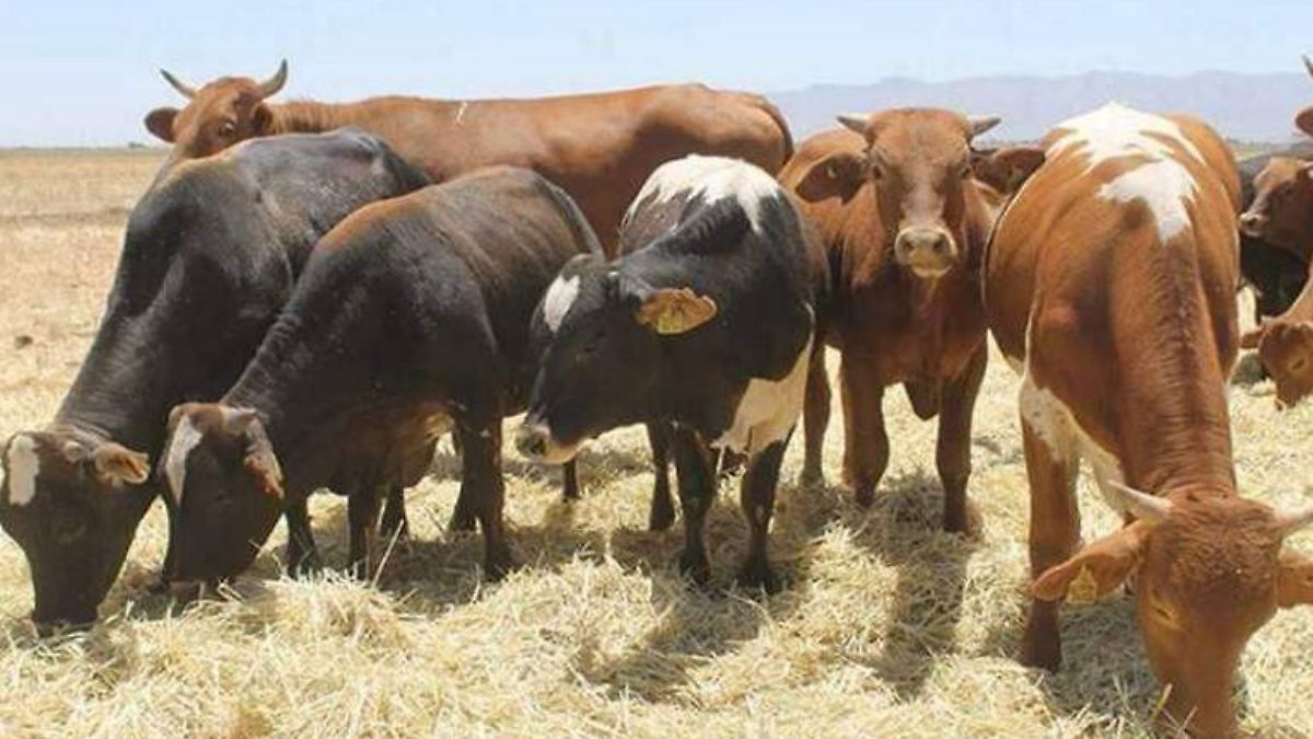 Señalan abandono federal en crisis ganadera; omisiones habrían frenado exportación
