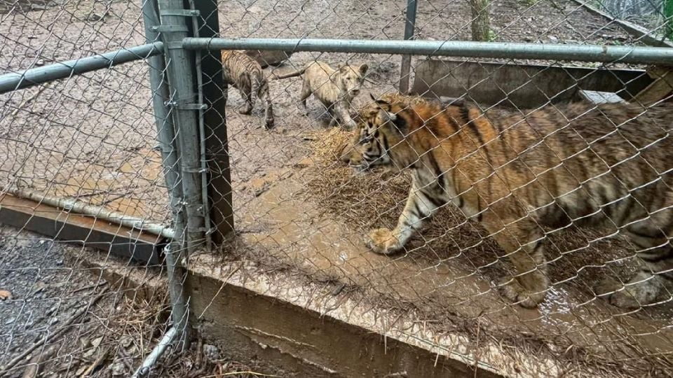 Detienen en Nuevo León a líder de célula del Cártel del Noroeste por «huachicol»; le aseguran armas y siete tigres
