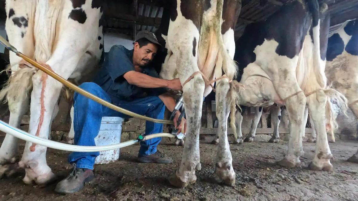 “Apenas sale para las vacas”: productores lecheros viven momento crítico en la región