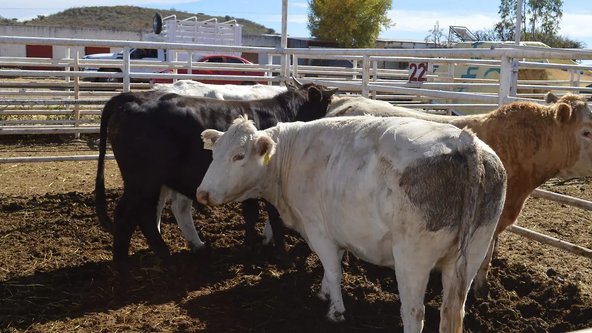 Alrededor del 50% de la carne que se consume en Parral proviene de Durango