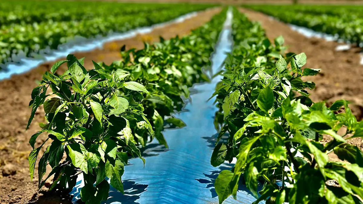 ¿Qué es el PEUA y por qué los agricultores de Chihuahua buscan inscribirse para reducir costos?