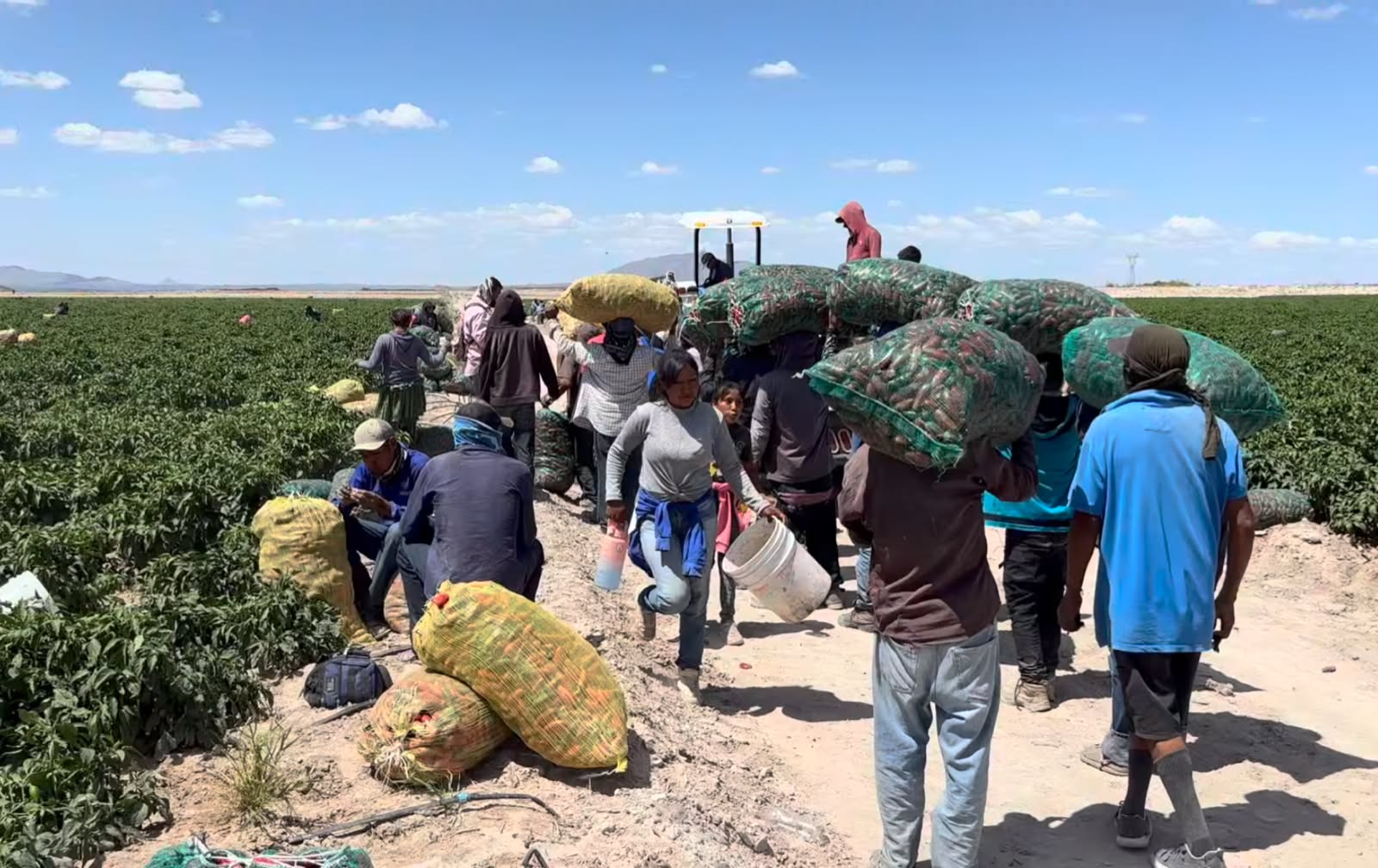 Disminuye el trabajo agrícola y aumenta la necesidad de apoyos entre familias indígenas en Camargo