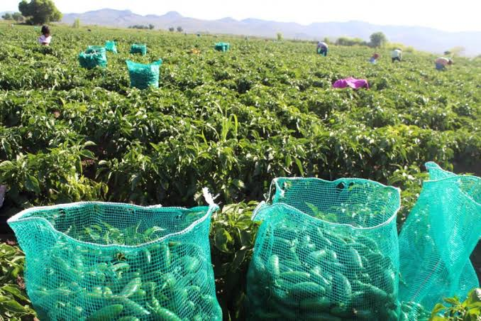 Más producción agrícola podría traducirse en más apoyo para familias vulnerables: Banco de Alimentos