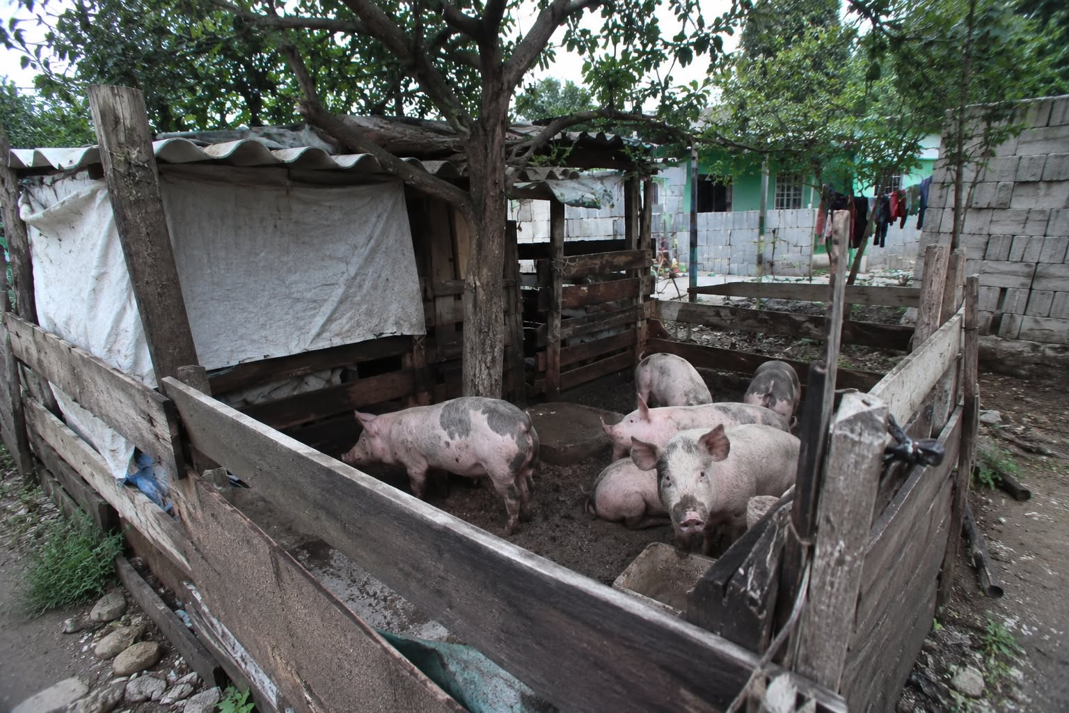 Seguridad Pública advierte sanciones por presencia de animales de granja en zona urbana