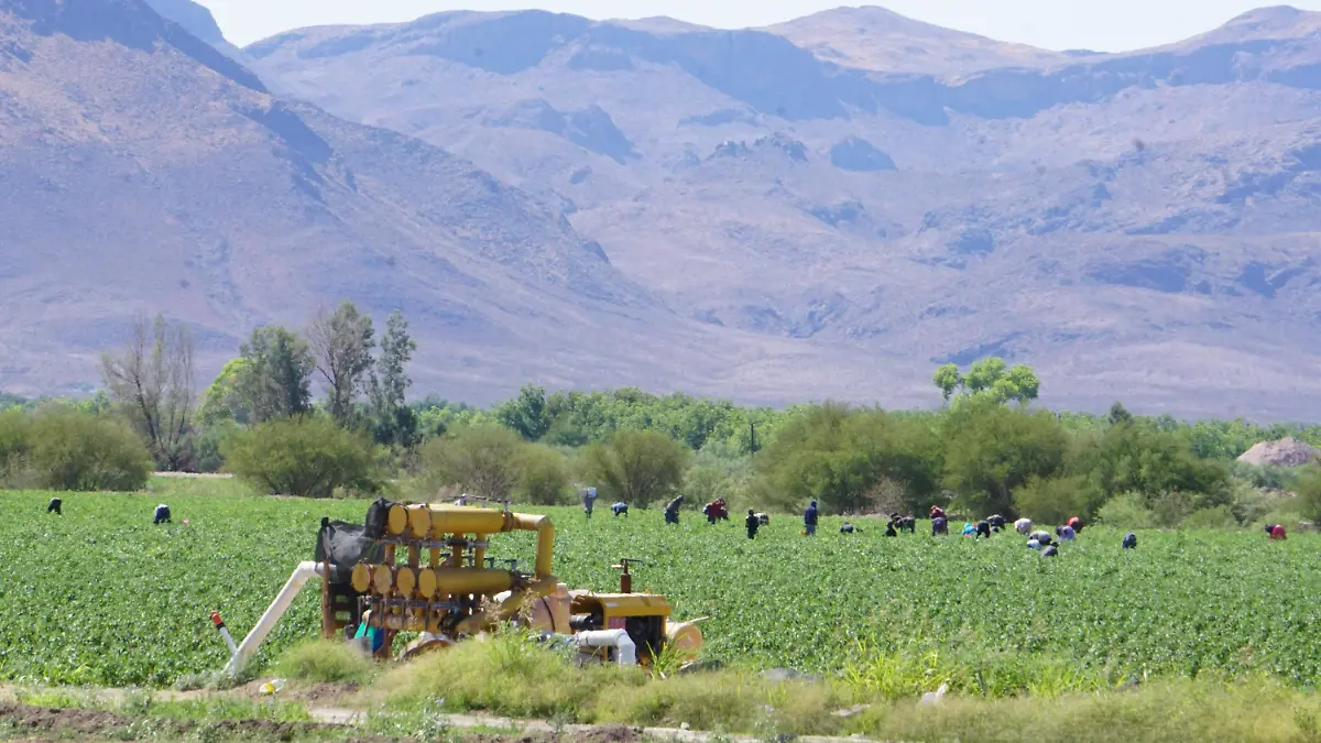Productores y organizaciones agrícolas de Chihuahua respaldan el T-MEC pese a retos comerciales