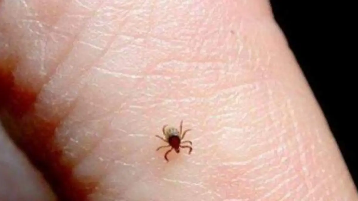 Intensifican combate contra garrapatas con el aumento de calor y disparo de riesgos