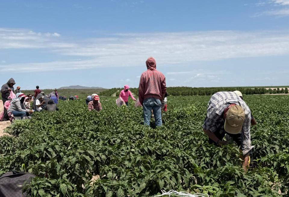 Productores combaten plaga del chile con control biológico; reportan resultados favorables