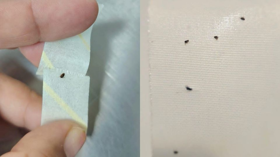 Personal de salud denuncia plaga de pulgas y garrapatas en la UMF No. 39 del IMSS en Matamoros, Tamaulipas