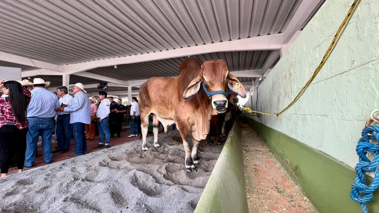 Cancelan Expo Ganadera en Veracruz, rechazan amenazas por cobro de piso