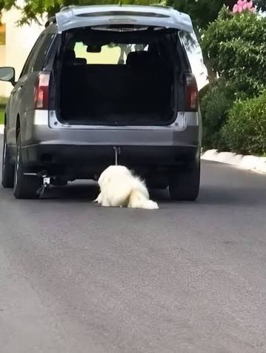 Muere «Rocky», el perrito que fue arrastrado por familiares de un político en Coahuila