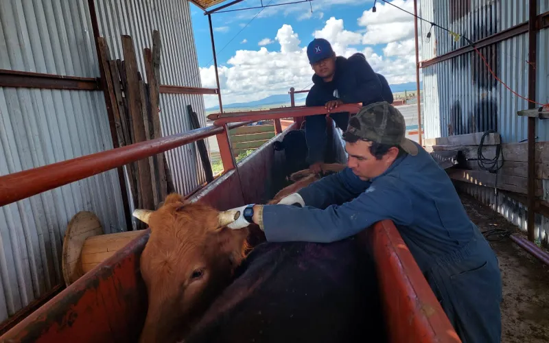 Informa SDR sobre protocolo de movilización segura para ganado entre zonas afectadas y limpias