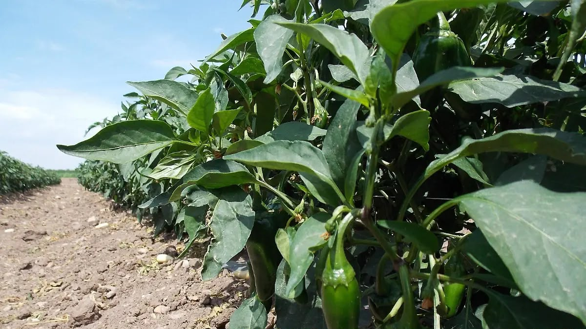 Refuerzan combate al picudo del chile; gestionan más malatión para productores de la región