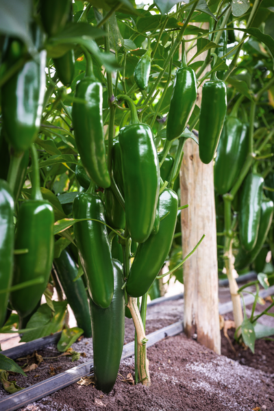 Cofepris investiga planta de chiles jalapeños por brote de salmonela en EU