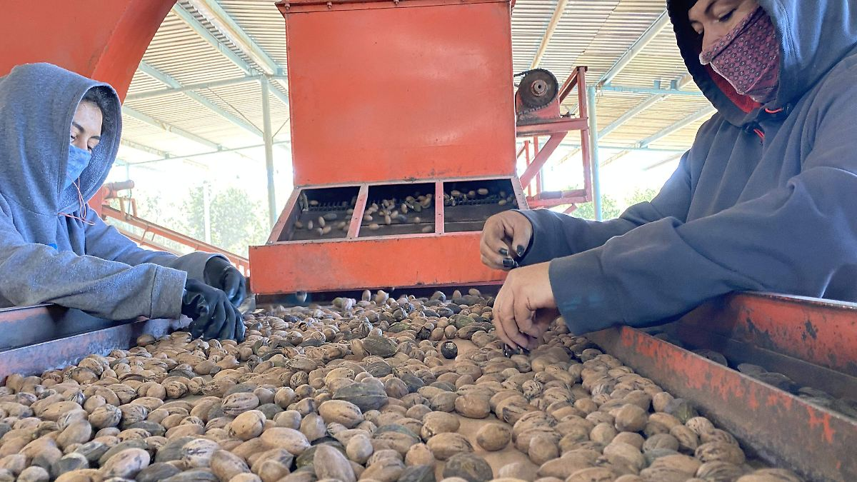 China impone aranceles de hasta 51.6% a la nuez pecana de México; Chihuahua, el principal afectado