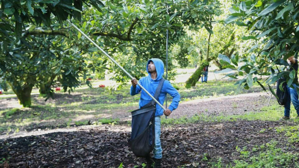 Aguacateros celebran la reanudación de exportaciones a EU tras suspensión de ocho días, pero mantienen el temor