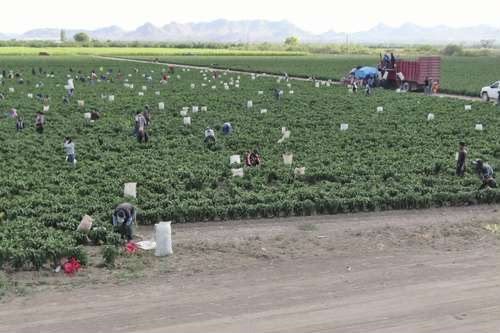 Picudo del chile se extiende en la región; productores ya enfrentan pérdidas y buscan frenar la plaga