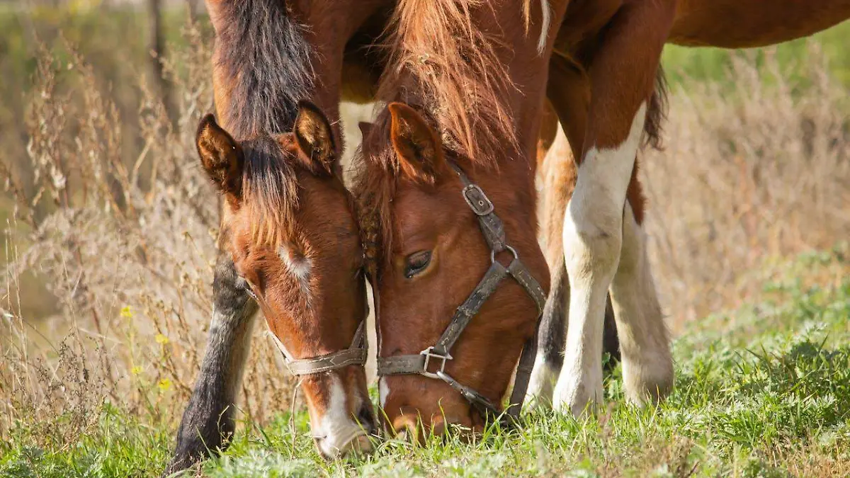 Caballos cuarto de milla criados en Chihuahua buscan volver a los rodeos de EU