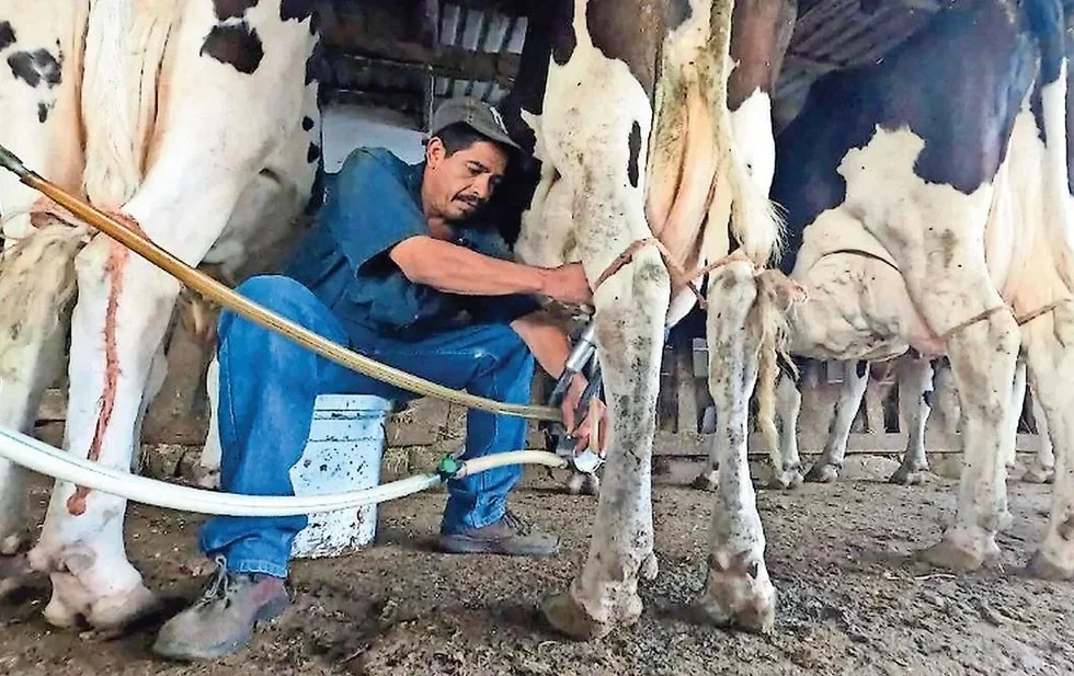 Traen leche de otros estados por falta de producción en Chihuahua