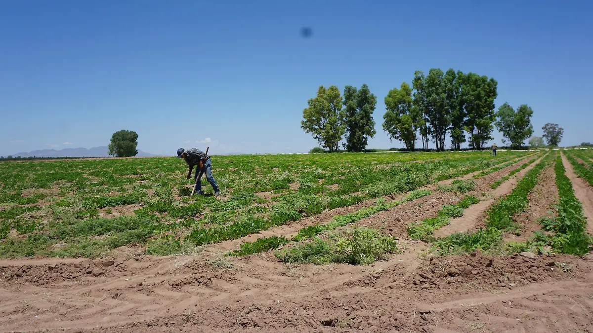 Pérdidas en cultivos de temporal anticipan un 2027 difícil para el campo chihuahuense